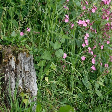 Odle Farm Villa Honiton Bagian luar foto