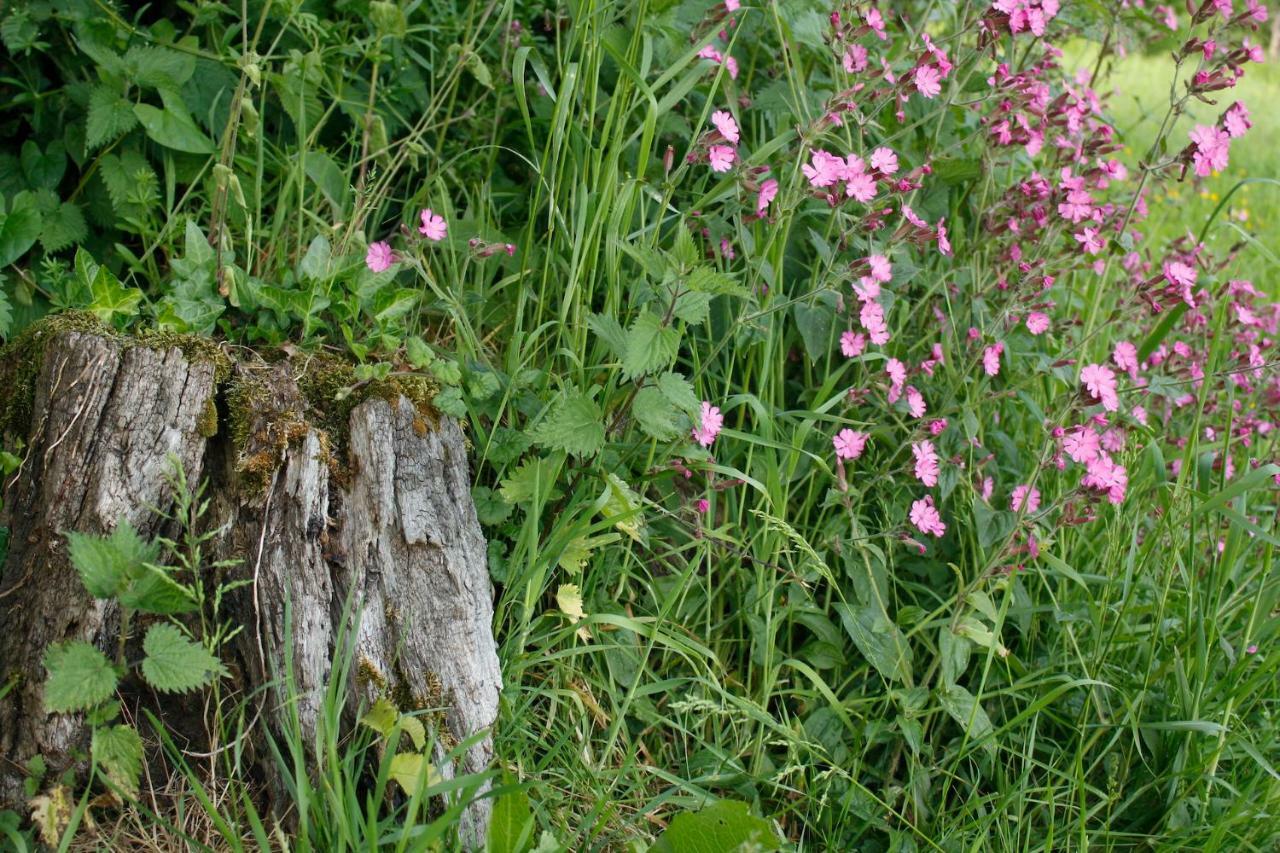 Odle Farm Villa Honiton Bagian luar foto